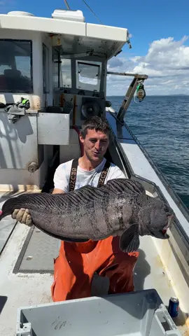 Huge Wolf Fish! #fishing #interesting #DidYouKnow #education #educational #coolcatch #scaryocean #seamonster #monster #creepy
