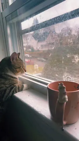 Que sera de mis amigos 😮‍💨🤔#502 #500k #like #tiktok #sigueme #gatos #gatostiktok #gatosdetiktok #gatosgraciosos #amigos #amigostiktok #recuerdos #503 #504 #90s 