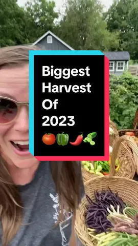 Biggest harvest of 2023. Looking forward to having even bigger harvests in 2024! #harvesttime #summerharvest #tomatoharvest #pepperharvest 