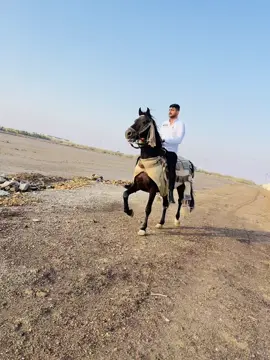 #الجواد وذنان#العراق_السعوديه_الاردن_الخليج #اكسبلور #عمان_الاردن #قطر🇶🇦 #الدوحة #خيل_وخياله #الجواد #العبودي 