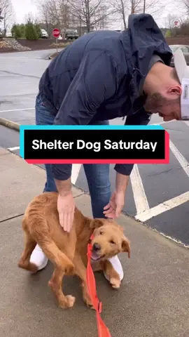 What a privilege it was to help over 35 dogs find their homes in 2023. This series started out as we looked for another series to add to Teddy Tuesday. My fiancé had the idea to apply the Teddy Tuesday format and use our massive platform to help other dogs, #shelterdogsaturday was born. In 2024 we plan to have an alternating schedule of Teddy Tuesday and Shelter Dog Saturday, so there will be a Teddy Tuesday episode one week, then Shelter Dog Saturday the next week, and so on. Thank you all for the love and support, bring on 2024!