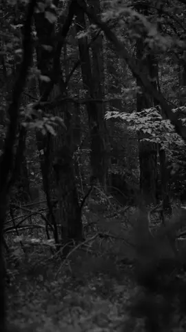 Into the woods🌲🌲🌲. #cinematicfeel #intothewoods #deepforest #horrorstories #darkwoods #horrorstory #bnwphotooftheday #bnwvideo #darkwoods #sinister #lostintheforest #wearenotalone #creepystories #cinematics #horrormoviescene 