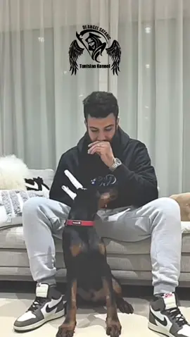 CHIRO L'IMMORTALI 🇷🇺🇹🇳 LE petit fils de  TAYMIR PRIDE OF RUSSIA  3,5 mois  @Di.Angel.kennel #like #100k #plata #prideofrussia #europe #best #trending #dob #doberman #dobermanrussia #africa #tunisia #trending #numberfive #best #fyp #fypシ #kennel #dog #puppys 