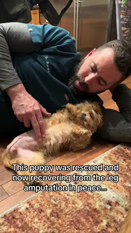 Rescuing can be so rewarding! ❤️🙏 #drtom #veterinariansoftiktok #veterinarian #fyp #foryou #withlove #puppies #rescuedog #puppiesoftiktok 