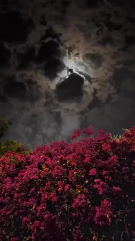 دعاء لصديقتي الغالية ❤️ في العام الجديد 2024  ربي أوصيك بقلبها أسعدها واملأه بكل ماهو جميل من عندك  اللهم اكتب لها سعادة دائمة وابتسامة . اللهم يارب اسعد قلبها  وحقق أمانيها وأرح قلبها و أبعد عنها كل ضيق اللهم اني استودعتك جمال مبسمها فلا تحزنها واجعل ابتسامتها دائمة احفظها وفرح قلبها و بشرها بما تنتظره يارب اسعدها سعاده أبدية یا رب العالمين❤️🤲🏻 اللهم يارب اسعدها سعادة لا تفارقها 🤲❤️🌹 ‏@🧚‍♀️ړꪆێ🧚‍♀️ 