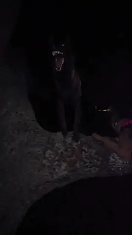 nothing like a buncha dogs barking at night  #fyp #dogcommunity #dogtok #dogedit #videoedit 