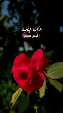 كلام غايه في الروعه عن الكلمه الطيبه.. هي أجمل الهدايا وأقلها سعراً الكلمه الطيبه.. ليست سهما ولكنها تخترق القلوب وتزيد الانسان الطيّب طيبه♥️ #الكلمة_الطيبة #اقتباسات #خواطر  #تصاميم #مساء_الخير 