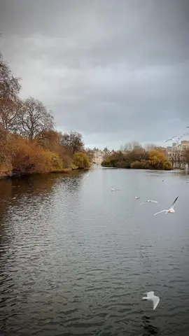 #شعراء_وذواقين_الشعر_الشعبي_العراقي #شعروقصايد_خواطر_غزل_عتاب #اشعار_حزينه#ذواقين_الشعر #fyp#tiktoklongs#سمير_صبيح 