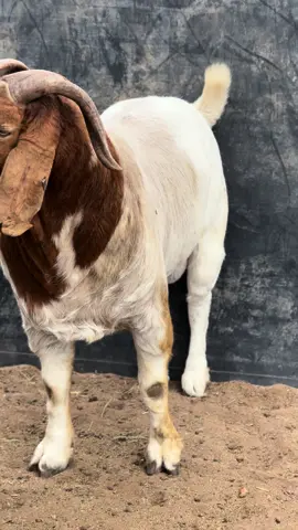 Batswana dont play when it comes to boer goat genetics💪❤️💯👌❤️‍🔥#livestock #livestockmanagementagency #boergoats #farmlife 