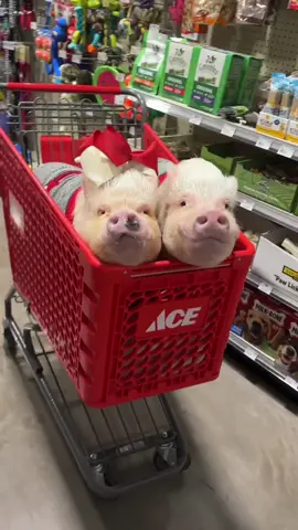 We sent Posey and Penn to the store to get some more wood chips for our piggy grill for Monday’s big game (and they saw one just like ours). We are grilling up some veggies and celebrating Pigtail’s birthday with the Bama game on New Year’s Day. What are y’all doing?🛒🐷🐷 #haganace #pigsoftiktok #friendsnotfood #prissyandpop #rolltide 