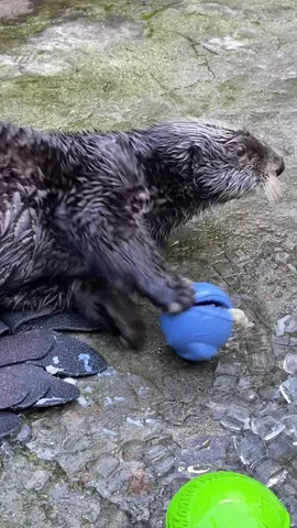 Hello. #Day456 of #otter. He got some new toys 🥰. How adorable. Bye. #ottertok #fy #new #toys #cute #Love #mmd #foryou Video from IG: nadinetrottier