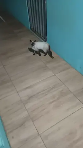 Gato 🐈🐈🐈🐈