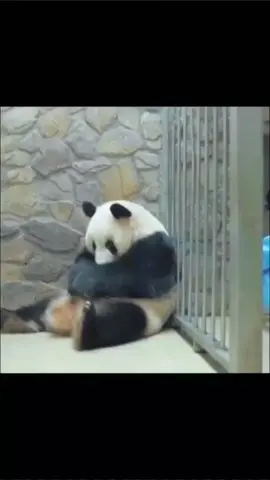 #viral #foryoupage #panda #pandasoftiktok #babytradefood 