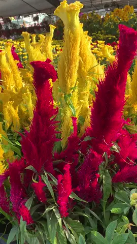 Hạt giống mào gà đuôi phụng mang may mắn tài lộc khi xuân về #hatgionghoa #hatgionghoamaogaduoiphung #hoamaogaduoiphung #maogaduoiphung #maoga 