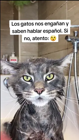 ¿Tu gato habla?🐱🐾😜#mascotas #gatos #cat#gatosquehablan#gatosgraciosos #parati #Viral 