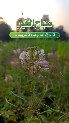#صباح_الخير #صباح #صباحكم_معطر_بذكر_الله #اللهم 
