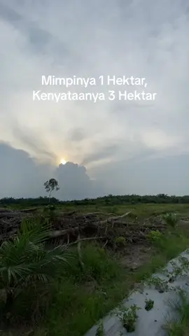 Lebih dari apa yang selama ini aku doakan #petanisawit #palmoil #sawit #fypシ #fyp  