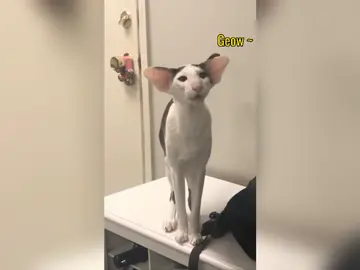 Tiếng kêu độc nhất vô nhị của các khứa mèo 😂😂😂 #viral #funny #fyp #pet #meme #kiukiu520 #cat #catsoftiktok #funnycat #catlover 