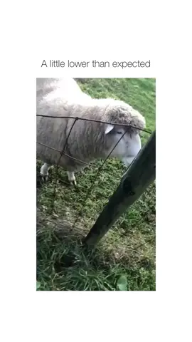 #sheep #sheeps #classic #memestiktok #memeaccount #memepage #newmeme #dailymemes #fypシ #fypシ゚viral #foryou #foryoupage 