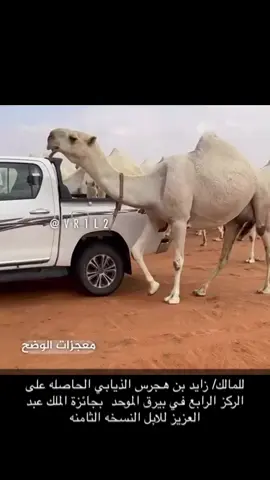 #الابل🐪🐪_عظام_المال_ياجاهلبها #الابل_عطايا_الله_عشاق_البداوة_🐪😍 #معجزات الوضح