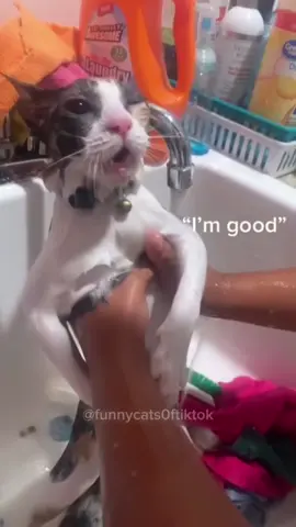 Part 29 | Cat talking in English! Funny cat videos #funnycats #funnyanimals #funnypets