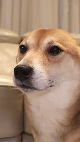 vibin with Seal Winnie🎷💃 . #dogtok #dogsoftiktok #doggo #dog #cutedog #doglovers #fyp #shibatok #shibainu #shibe 