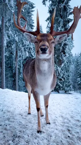 #livewallpaper #wallpaper #wallpapers #hdwallpaper #4klivewallpaper #snowyforestscene #winterwildlife #deerintheforest #snowywoodland #rennabeauty #naturewonder #forestsnowfall #wildlifewonders #snowycanvas #woodlandserenity #winterwilderness #deerinsnow #whitewildlife #snowywoodlandmagic #woodlandbeauty #deeradventure #winterwonderland #forestfrolic #snowscapeviews 