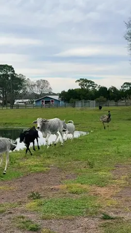 Emmanuel getting in on the #munchierun #emmanueltoddlopez #etl #farmlife 