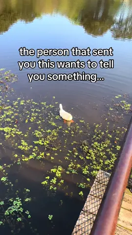 🥰 send this to your bestie!!! #funny #fyp #foryou #duck #sendthistoyourbestfriend 