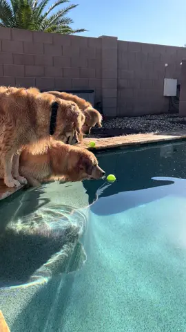 How to lose 2 balls in 1 minute #goldenretriever #blue #tub 