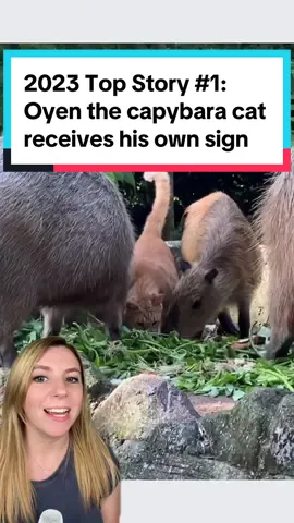 Oyen, the cat who was accepted by a herd of capybaras, is the number one top story of the year! 🐈  Oyen the capybara cat is believed to have been orphaned as a young kitten, but he’s not without family now. The capybaras happily accepted him, and they’re not the only ones.  Oyen the cat was so popular that zoo staff decided to make him his own sign outside of the habitat. In this video you may notice that two different Oyen signs are shown by the capybara habitat. The original sign fell off shortly after installation, and the yellow sign is the replacement - this is the one that is currently there! 📸 @Zoo Negara Malaysia  #capybara #cat #catsoftiktok #orangecat #capybaratiktok #goodnews #positivecontent 