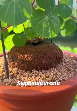 Happy New Year! Get your Stephania erecta today! #PlantCare #easycareplants #succulent #greenthumb 