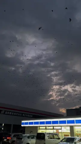 algum biólogo pra me explicar isso?😰 uma manifestação de corvos nunca visto antes no último dia do ano no Japão#biologia #ciencia #bug #medo #corvos #tiktokbrasiloficial🇧🇷 #brasileironojapao #mundoanimal #2024 