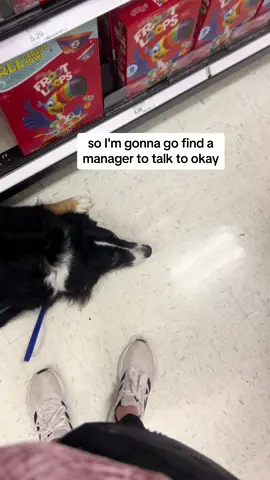 All I wanted do was get groceries for the week. I can’t just leave my service dog at home because has fur. This whole situation really made me so uncomfortable, i didnt know what to say or how to respond…  I shouldnt have to disclose my disability with anyone, nor should someone feel the need to harass those who utilize service dogs because they see a dog in places that dogs arent normally allowed. After this she literally followed me through the store waiting until an apparent “manager” could help her. I ended up leaving the store because of how stressed i was. I hate confrontation and this was the worst I have had in a long time. #karen #pots #cardiacalertservicedog #fyp #foryou 