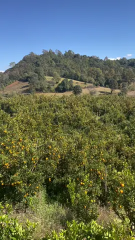 မဂ်လာရှိသော မနက်ခင်းတိုင်းဖစ်ပါစေခ ပင်လောင်းလိမ္မော်သီးဝါဝါဝင်းလေး နေ့တိုင်းရပါပီနော် လိုသလောက်ရပီခ