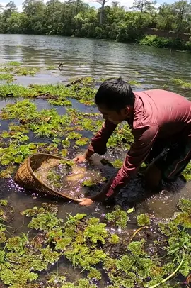 Wooo amazning lake a lot bettafish #bettafish