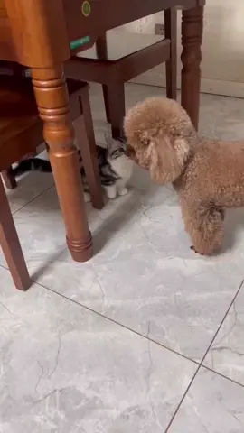 😂😂😂#cat #cute #fpy 