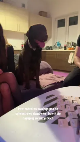 @Karmel Chocolate Lab zaliczył imprezę życia 😂😅 #kasiazeski #kasiawesierska #pov #dog #karmel #labrador