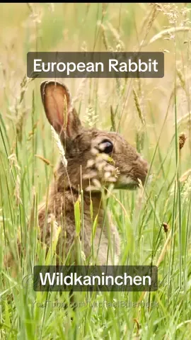European Rabbit Wildkaninchen #wildlife #rabbit #rabbits #europeanrabbit #europeanrabbits #commonrabbit #kaninchen #wildkaninchen #wildlifevideo #rabbitsoftiktok #viral #viralvideo 