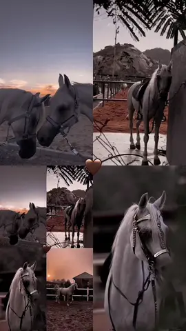 #نادر_الشراري🎶🎤 #الفخامة_للتصميم #شيلات_فخمة❤️ #قوالب_الفخامة✨ #تصاميم_فيديوهات🎵🎤✨ #قوالب_كاب_كات_جاهزه_للتصميم🎥 #مجرد_ذووق😟 #الفخامة🤎🤎 