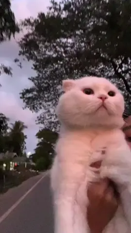 #cat #catsoftiktok 
