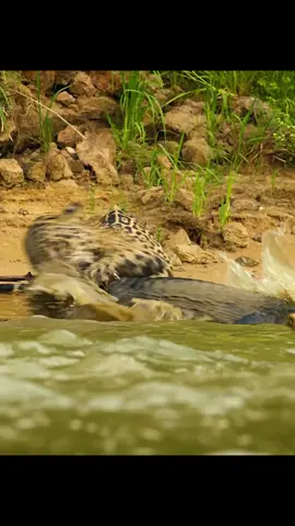 #amazinganimalsworld #animalswildlife #fyp 