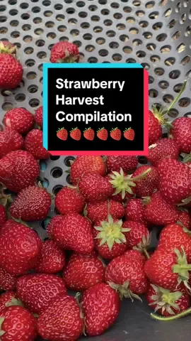 Strawberry harvest compilation #harvesttime #strawberryharvest #summerharvest #berryharvest 
