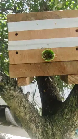 caixa racional sendo colocada no lugar de ninho isca provisório #asf #arteemmadeira #marcenaria #hobby #nature #abelhassemferrao #asf #jatai #abelhas #bee #abelhasnativas 