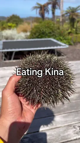 New Favorite Seafood 🔓 #kina #seaurchin #newzealand 