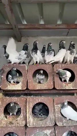 #حمام #طيور #الطائف #مطير #حمام_باكستاني #تيديات #تيدي 