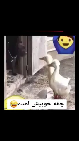 دو مره صفت کرده دو   خده صفت نکرده هههههههه🤣🤣😂😂