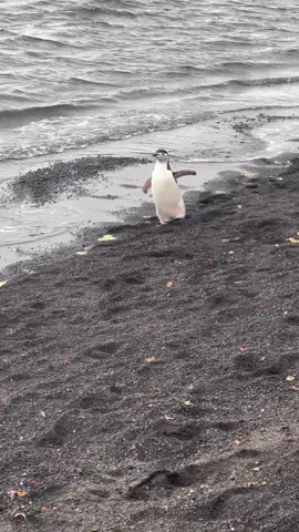 Penguins running might be the most adorable thing I’ve ever seen! #penguin #cutie #antarctica 