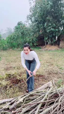 Mẹ dặn đi lấy củi về .để sau này có con rể để đun nước thịt gà cho con rể ăn ❤️.Coa anh nào muốn làm con rể bố mẹ em không ạ❤️#xuhuongtiktok2023☘️🍀♥️ 