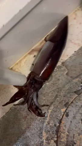 Throwback to one of the cooler things i saw this year#fyp #galveston #viral #yellofintuna #deckhandlife 